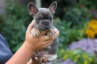 Francie💕, a female French Bulldog for sale in Fresno, OH – 5 of 9