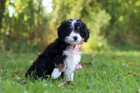 Missy, a female Miniature Bernedoodle for sale in Fresno, OH – 2 of 5
