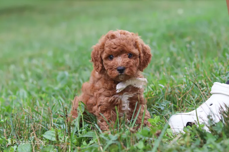 Jordan – Cavapoo puppy for sale in Fresno, OH