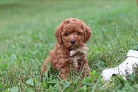 Jordan, a male Cavapoo for sale in Fresno, OH – 1 of 8