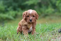 Wesley, a male Cavapoo for sale in Fresno, OH – 7 of 10