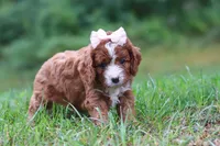 Wilma, a female Cavapoo for sale in Fresno, OH – 2 of 10