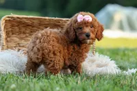 Dixie 🎀🐶, a female Poodle - Miniature  for sale in Fresno, OH – 8 of 10