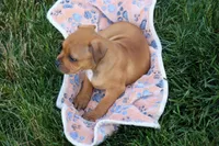 Marley 🌸🐾, a female Staffordshire Bull Terrier for sale in Fresno, OH – 8 of 10