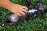 Moxie 💖, a female Staffordshire Bull Terrier for sale in Fresno, OH – 6 of 10