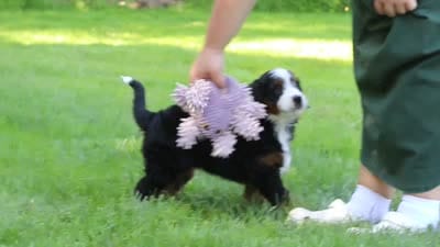 Molly, a female Miniature Bernedoodle for sale in Fresno, OH – 6 of 6