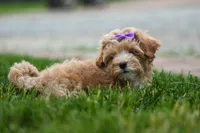 Ellie Mae 💛🐾, a female Havapoo for sale in Fresno, OH – 7 of 10