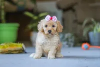 Fiona, a female Poodle - Miniature  for sale in Fresno, OH – 5 of 6
