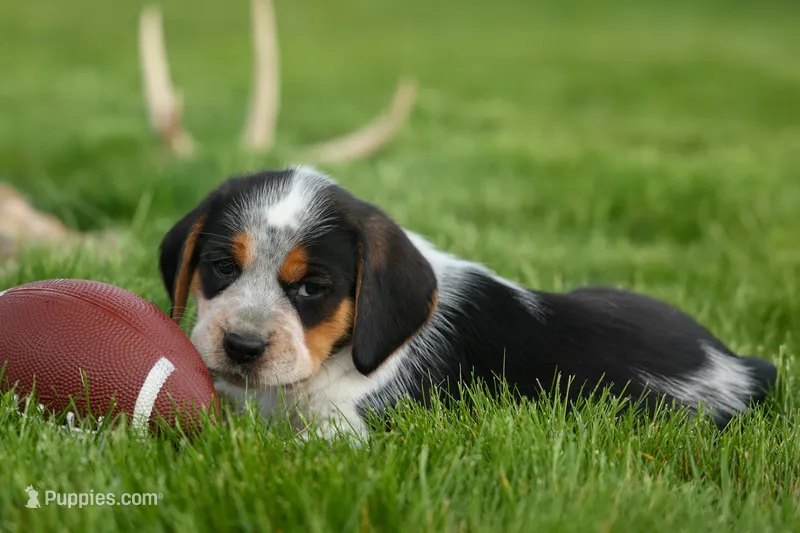 Cruz – Beagle puppy for sale in Fresno, OH