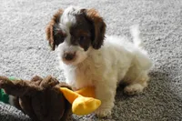 Prince, a male Doxiepoo for sale in Fresno, OH – 1 of 9