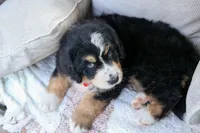 Dylan 🐾, a male Bernedoodle for sale in Fresno, OH – 8 of 10