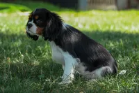 Maxwell 🐾🐶, a male Cavalier King Charles Spaniel for sale in Fresno, OH – 6 of 8