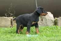 Diesel (Black Rust)🐶🤎✨, a male Doberman Pinscher for sale in Fresno, OH – 7 of 10