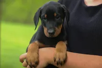 Diesel (Black Rust)🐶🤎✨, a male Doberman Pinscher for sale in Fresno, OH – 8 of 10