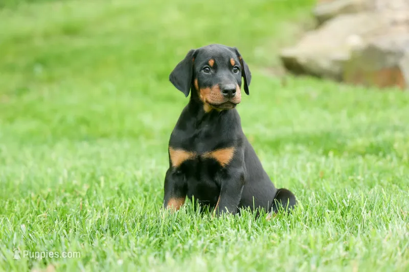 Diesel (Black Rust)🐶🤎✨ – Doberman Pinscher puppy for sale in Fresno, OH
