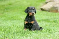 Diesel (Black Rust)🐶🤎✨, a male Doberman Pinscher for sale in Fresno, OH – 1 of 10