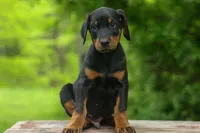 Diesel (Black Rust)🐶🤎✨, a male Doberman Pinscher for sale in Fresno, OH – 4 of 10