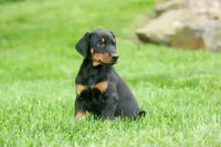 Diesel (Black Rust)🐶🤎✨, a male Doberman Pinscher for sale in Fresno, OH – 5 of 10