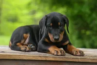 Diesel (Black Rust)🐶🤎✨, a male Doberman Pinscher for sale in Fresno, OH – 2 of 10