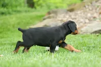 Diesel (Black Rust)🐶🤎✨, a male Doberman Pinscher for sale in Fresno, OH – 6 of 10