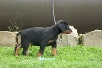 Diesel (Black Rust)🐶🤎✨, a male Doberman Pinscher for sale in Fresno, OH – 10 of 10