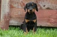 Diesel (Black Rust)🐶🤎✨, a male Doberman Pinscher for sale in Fresno, OH – 9 of 10