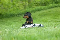 Diesel (Black Rust)🐶🤎✨, a male Doberman Pinscher for sale in Fresno, OH – 3 of 10