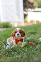 Carter, a male Cavalier King Charles Spaniel for sale in Fresno, OH – 8 of 9