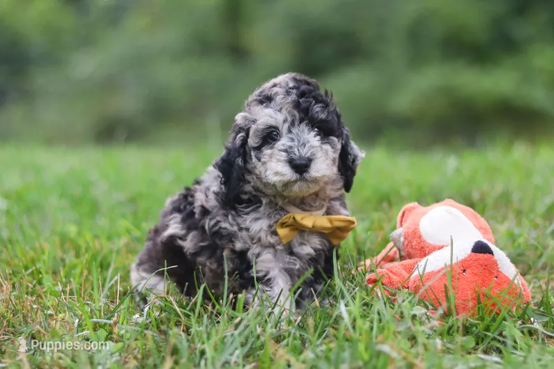 Jonah – Cavapoo puppy for sale in Fresno, OH