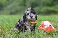 Jonah, a male Cavapoo for sale in Fresno, OH – 1 of 8