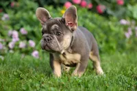 Flora Jane 🩷, a female French Bulldog for sale in Fresno, OH – 5 of 9