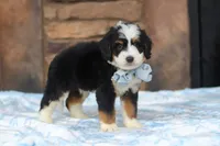 Max, a male Miniature Bernedoodle for sale in Fresno, OH – 4 of 5