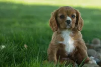 Fletcher 🐶💙, a male Cavalier King Charles Spaniel for sale in Fresno, OH – 5 of 8