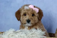 🐾 Meet Nixie – F2B Mini Goldendoodle Puppy 🐾, a female Miniature Goldendoodle for sale in Fresno, OH – 6 of 7