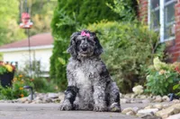 Amber, a female Newfypoo for sale in Fresno, OH – 3 of 5