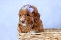 🐾 Meet Natasha – F2B Mini Goldendoodle Puppy 🐾, a female Miniature Goldendoodle for sale in Fresno, OH – 6 of 10