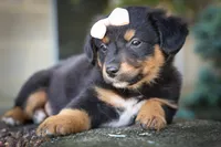 Leo 🐾, a female Miniature Aussiedoodle for sale in Fresno, OH – 4 of 9