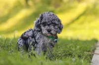 Mason, a male Poodle - Miniature  for sale in Fresno, OH – 3 of 10