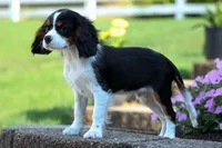 Dotson 🐾, a male Cavalier King Charles Spaniel for sale in Fresno, OH – 5 of 9