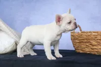 💕Jasmine, a female French Bulldog for sale in Fresno, OH – 10 of 10