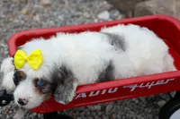   Preston🎀, a female Cavapoo for sale in Fresno, OH – 7 of 10