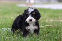 Zack, a male Miniature Bernedoodle for sale in Fresno, OH – Photo 5 of 5