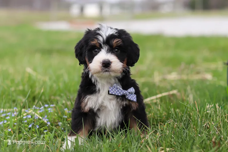 Zack – Miniature Bernedoodle puppy for sale in Fresno, OH