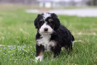 Zack, a male Miniature Bernedoodle for sale in Fresno, OH – Photo 4 of 5