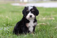 Zack, a male Miniature Bernedoodle for sale in Fresno, OH – Photo 3 of 5
