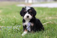 Zack, a male Miniature Bernedoodle for sale in Fresno, OH – Photo 2 of 5