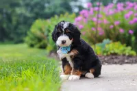 Shia, a male Miniature Bernedoodle for sale in Fresno, OH – 5 of 6