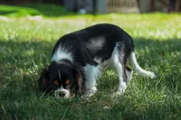 Maxwell 🐾🐶, a male Cavalier King Charles Spaniel for sale in Fresno, OH – 5 of 8