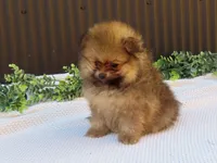 Peanut 🩵🐾, a male Pomeranian for sale in Fresno, OH – 7 of 10