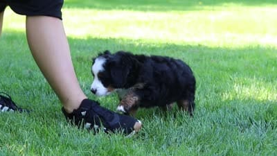 Ophelia, a female Miniature Bernedoodle for sale in Fresno, OH – 6 of 6